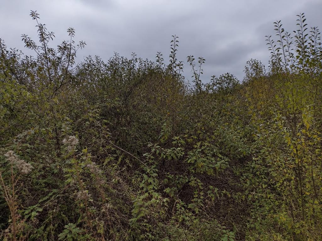 Dense brush density