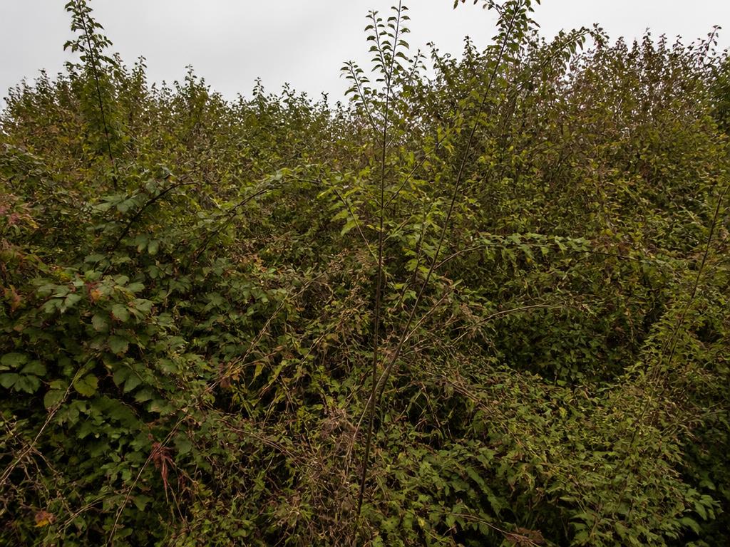 Very Dense brush density
