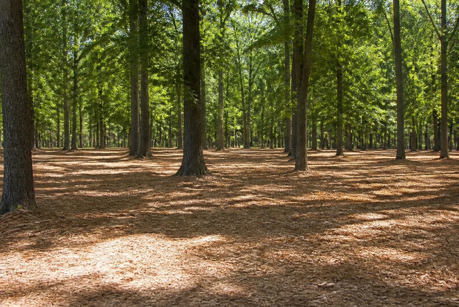 Forestry Mulching — Single Pass — after forestry mulching