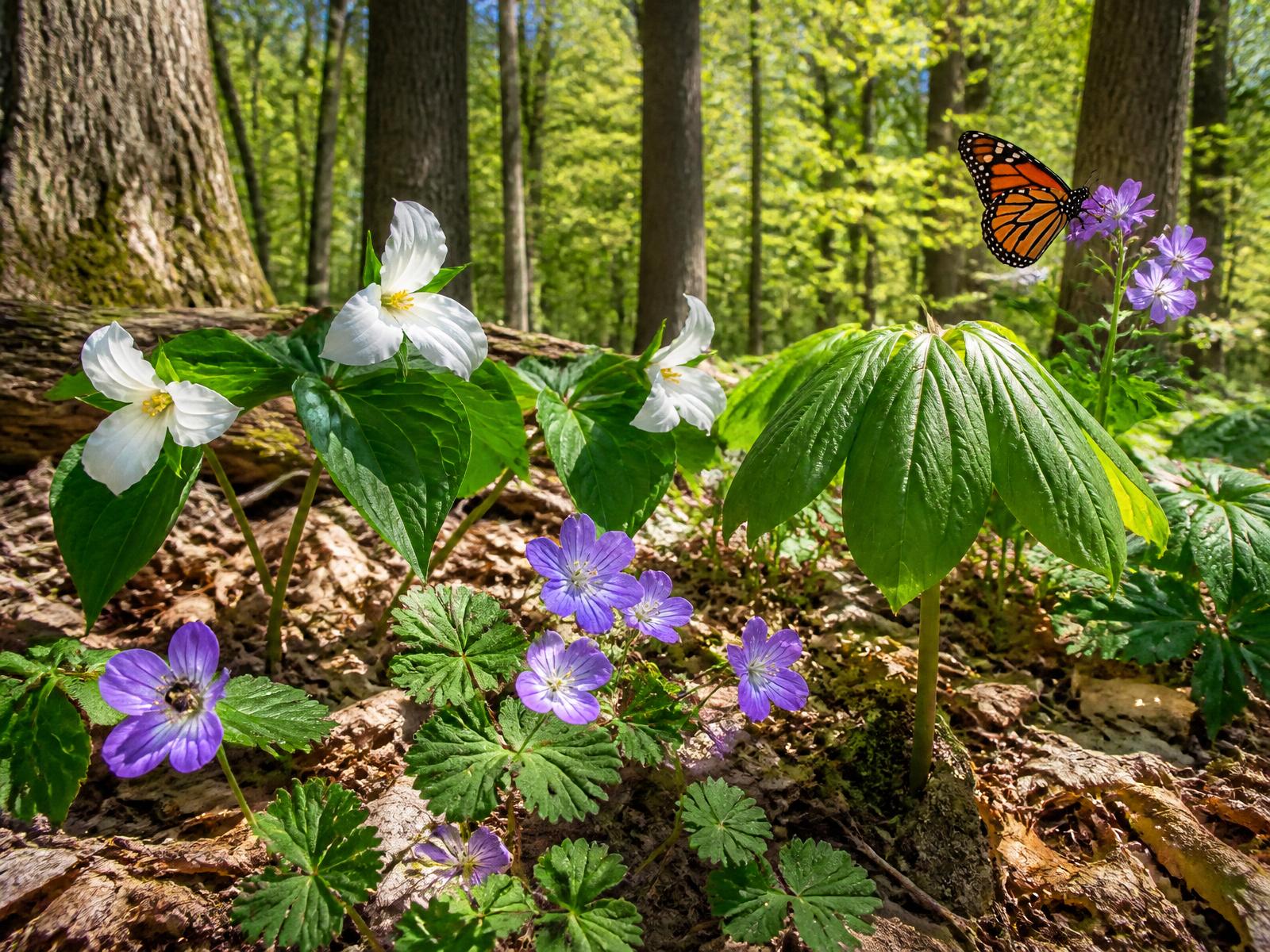 Native Western Pennsylvania wildflowers and a monarch butterfly emerging through fresh natural mulch beneath mature hardwoods